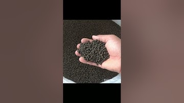 Tiêu rừng Măng Đen