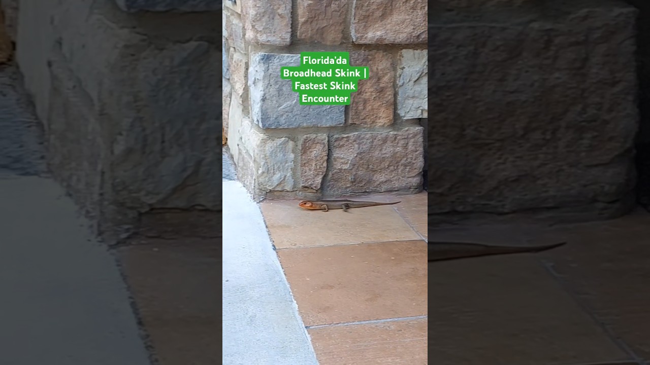 Florida’da Broadhead Skink | Fastest Skink Encounter