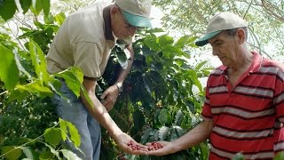 Coffee Is In The Soul Of Costa Rica Coffee Is In The Soul Of Costa Rica