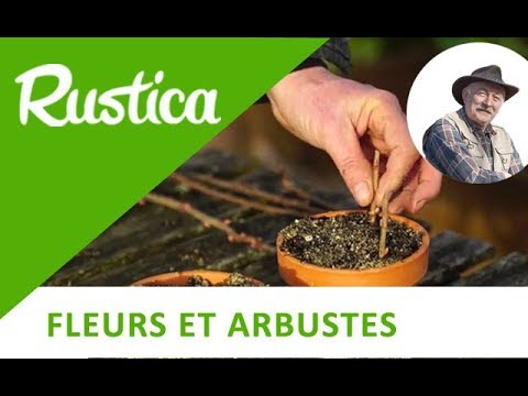 Vidéo: Reproduction De Cassis Par Boutures Vertes. Été. Photo