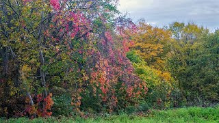 «Осенние этюды» - 1 часть, the beauty of autumn