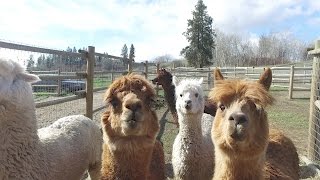 More than cats at the Critteraid sanctuary