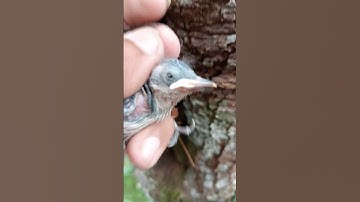 Mengambil anakan burung Rambatan paruh merah di pohon yg tinggi