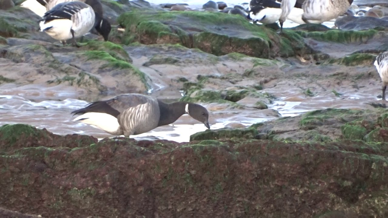 Brent Goose (dark-bellied) - Nairn - 31/12/2019