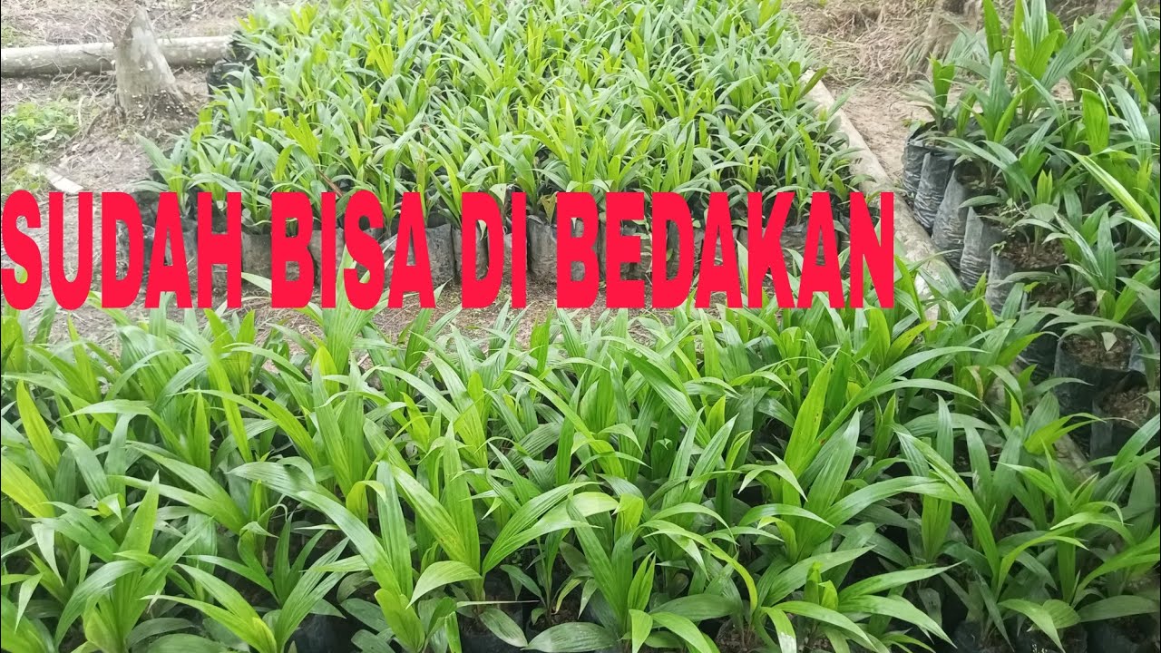 USIA 3 BULAN BIBIT LOKAL SUDAH KENAMPAKAN YANG BERKUALITAS YANG BAGUS UNTUK DI TANAM