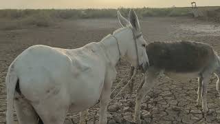 Коні Ваговози.Жеребець на Паровку.Привезли лошицю з Бачача.Коні Тернопільщини. 2025