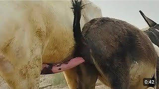 Коні Ваговози.Жеребець на Паровку.Привезли лошицю з Бачача.Коні Тернопільщини. 2025