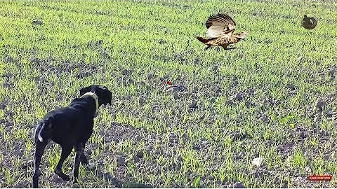 partridge hunt with pointing dog - Season 2019-2020