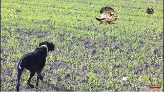 partridge hunt with pointing dog - Season 2019-2020 screenshot 4