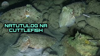 Ngayon lang ako Nakakita ng Natutulog na Cuttlefish at Assorted Seafoods