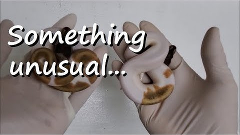 Pied combos: clutch update