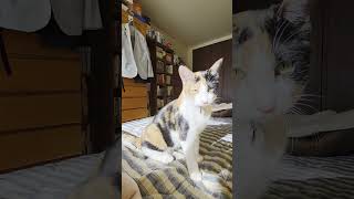 可愛い声のちーちゃん #子猫 #cutecat #cat #猫 #猫のいる暮らし