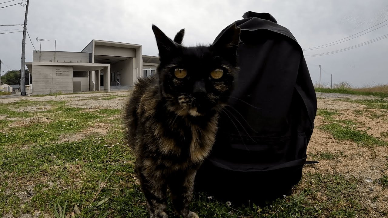 男木島　姉妹だけに性格まで似るのかね？鞄が怪しいと目を付けたサビ猫が再会の余韻に浸る間もなく「中身を見せろ」と要求してきた