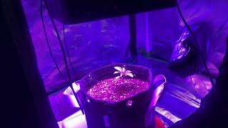 WHAT WILL THIS LIGHT DO TO MY PLANT??