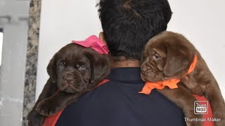 Bhola Shola Fraud With Rose Kennel || viral audio || Labrador Puppies || SCOOBERS