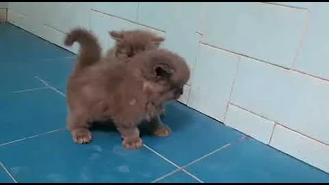 Watch the video about Persian cat grey colour
