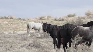 Stock Video - Wild horse showing its teeth for others to see