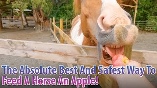 The Absolute Best And Safest Way To Feed A Horse An Apple, Lets Feed All The Horses Here
