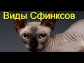 Сфинксы  Виды Сфинксов