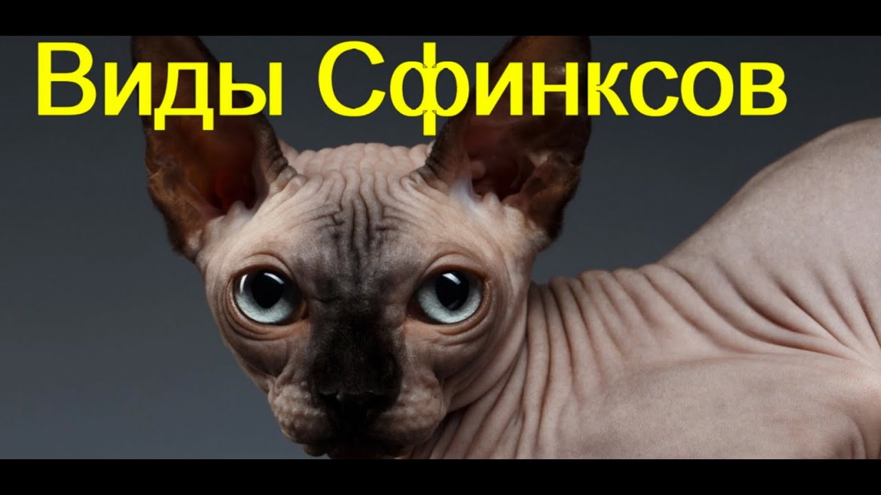 Донской и канадский сфинксы – различия и описание