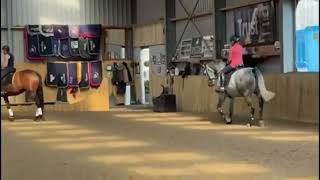 Dan - Talented Warmblood X Gelding