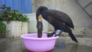 Cormorants Like To Eat Fresh Big Fish