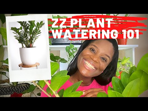 Video: Watering zamiokulkas at home: rules and tips