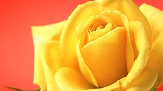 The Yellow Rose of Texas Easy Piano Solo Arrangement