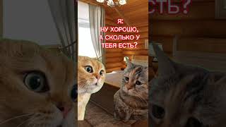 На новый айфон #приколы #коты #кошки #мем #хочуврек #мемы #рекомендации #врек