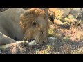 Sept 17 WildEarth Safari PM drive ft BBoy & NK lioness, Tingana & Kwatile