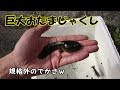 田舎の用水路でガサガサしたら色々捕れた