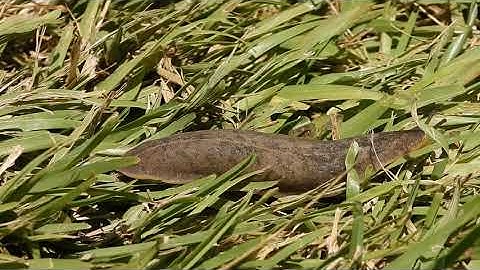 Common consciousness # 65 OMV