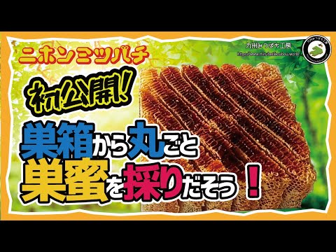 採れたて新鮮！日本蜜蜂の巣蜜 希少ハチミツ】日本ミツバチの採蜜を