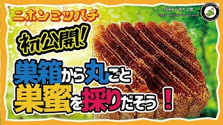 巣箱から丸ごと【巣蜜を採りだそう！】日本みつばちの養蜂 How to