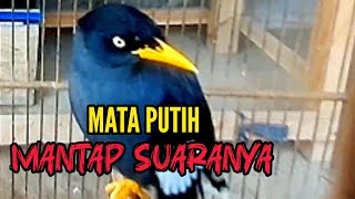 Download Lagu BURUNG JALAK KEBO BISA BICARA MAMAK BAPAK DAN HALO CEWEK MP3