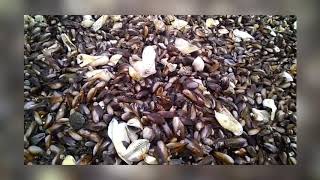 PESTA SIPUT LANGKAWI