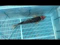 6-4-47 - 14-16" Beni Kumonryu Koi