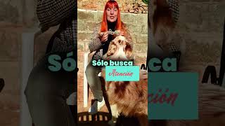 SOLUCION a que tú perro robe zapatillas. #adiestramientoenpositivo