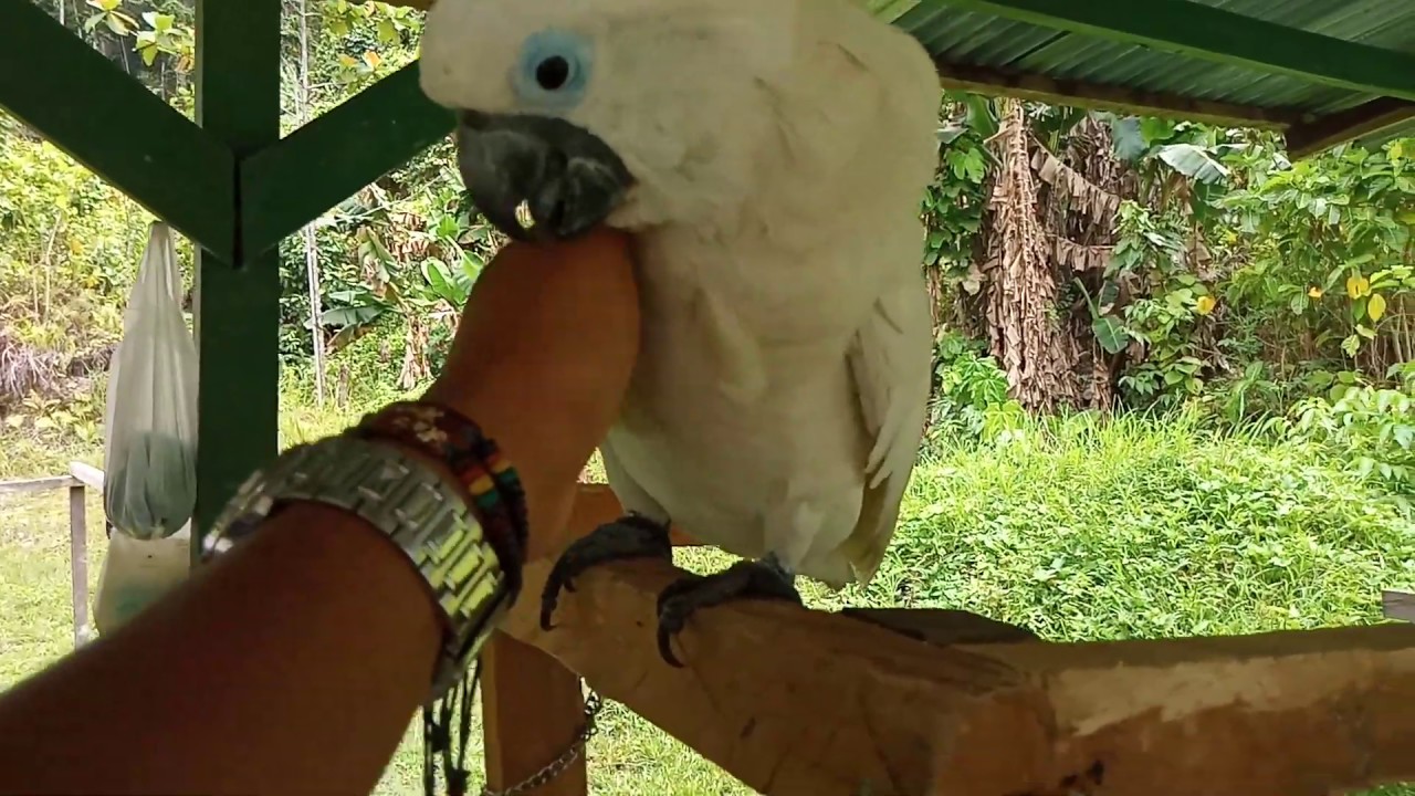 Parrot Yakob Papua Tame Pelajari Pengucapannya Youtube