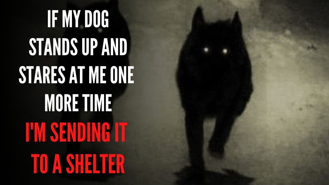 "If my dog stands up and stares at me one more time, I'm sending it to