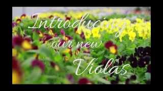 Introducing our new Violas