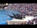 9..Шоу Касаток, киты-убийцы.SeaWorld in San Diego USA.