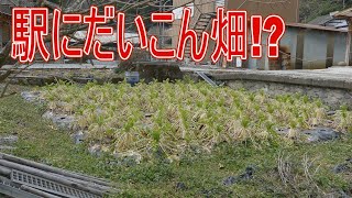 【駅に行って来た】JR西日本姫新線岩山駅ではこんなところで野菜を作っているらしい!?