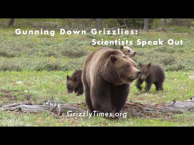 Gunning Down Grizzlies: Scientists Speak Out