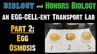 Transport Lab - Part 2: Egg Osmosis