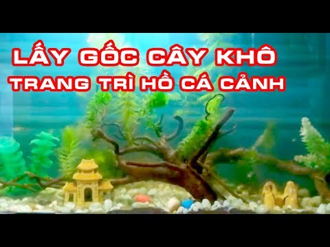 Video Lụm gốc cây khô về trang trí hồ cá cảnh / vì quá... - youtube