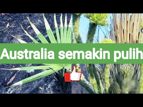 Video: Bungie Mengumpulkan $ 1 Juta Untuk Bantuan Kebakaran Hutan Australia