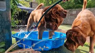 Bank Holiday Fun at Regalrouge Dogue de Bordeaux, featuring Treize, Dakota and Rebel and the Pool