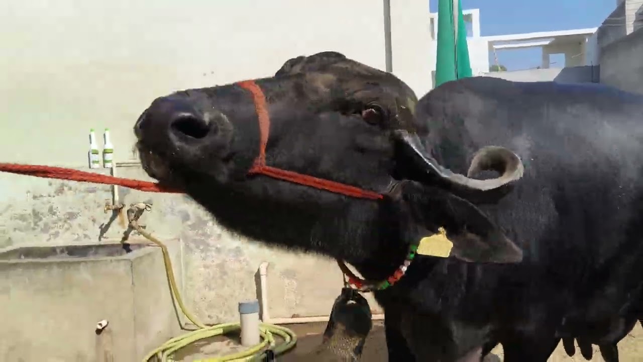 ਤੀਜੇ ਸੂਏ ਸੱਜਰ ਤੇ ਤੀਜੇ ਸੂਏ ਸੂਣ ਵਾਲੀ ਮੱਝ ਵਿਕਾਊ 98153-17515