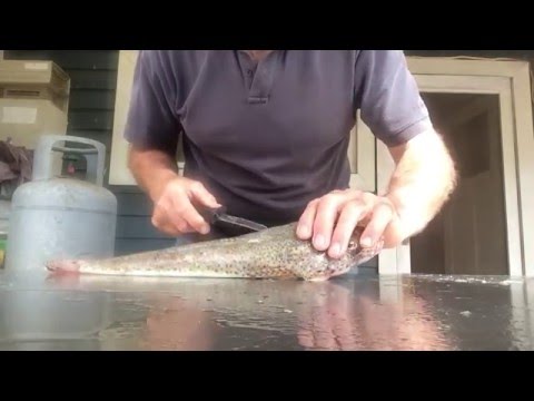 flathead-filleting,-no-bones